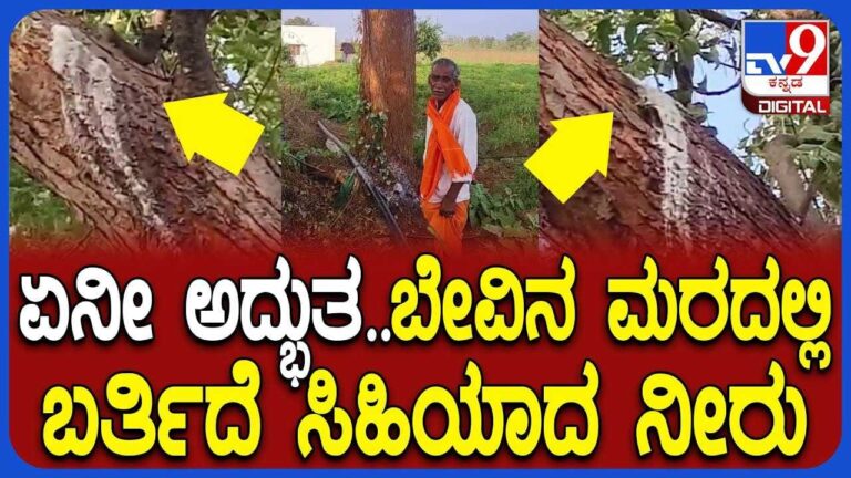 ಚಾಮರಾಜನಗರ: ಕಹಿ ಬೇವಿನ ಮರದಲ್ಲಿ ಬರುತ್ತಿದೆ ಸಿಹಿಯಾದ ನೀರು! ಏನಿದು ವಿಸ್ಮಯ? – Kannada News | Neem Tree in Chamarajanagar Oozes Sugary White Liquid